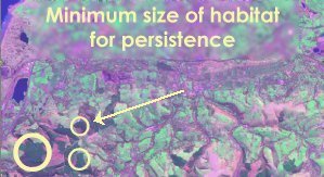 Minimum size of habitat for persistence