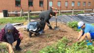 Japanese Knotweed eradication continues at the 6S garden