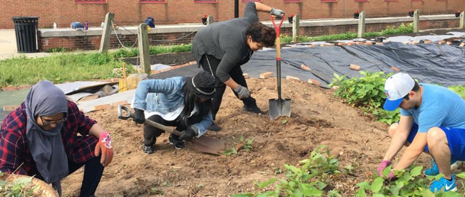 Japanese Knotweed eradication continues at the 6S garden