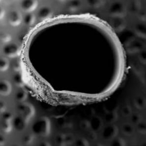 Image of a Cell observed at Imaging Facility by a Biochemistry Student Image of a Cell observed at Imaging Facility by a Biochemistry Student
