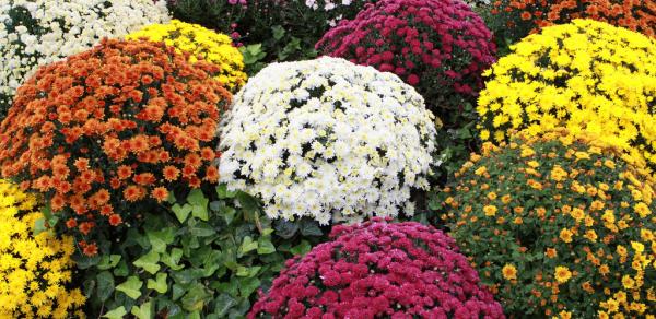 Flowers on the grounds of the College Of Staten Island