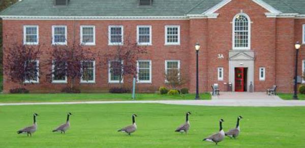 Geese in front 3A Building at CSI Campus