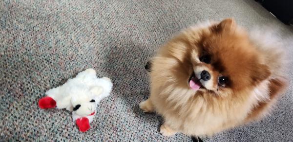 a dog with a toy