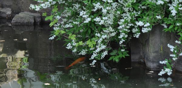 Chinese Scholar's Garden