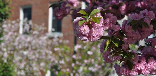 Spring flowers on Campus