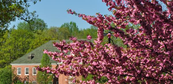 Spring tree on Campus