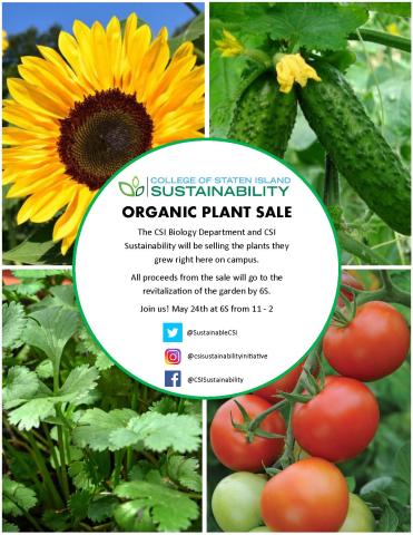 Flyer of an Organic Plant Sale that was held at 6S On May 24th 11 AM to 6S. The flyer is showing pictures of  cucumbers, tomatoes, sunflower and cilantro plants.   All proceeds from the plants will go to the revitalization of the garden by 6S.