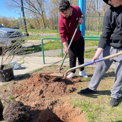 Two students  are digging a hole for the tree to be planted