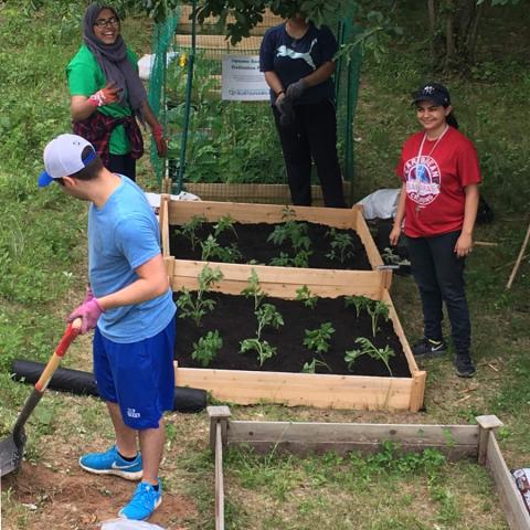 Students are transplanting seedlings into raised beds