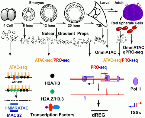 Outline of ATAC- and PRO-seq experiments already performed Outline of ATAC- and PRO-seq experiments already performed