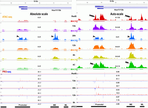 Our results (Arenas-Mena and Akin, 2023) reveal incipient TRE accessibility in 4 cell embryos, which may be due to transcription factor binding and/or labile nucleosome occupancy Our results (Arenas-Mena and Akin, 2023) reveal incipient TRE accessibility in 4 cell embryos, which may be due to transcription factor binding and/or labile nucleosome occupancy