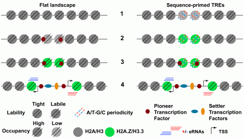 Generic sequence of events, 1 to 4, leading to TRE activation in flat accessibility landscape TREs and sequence-primed TREs Generic sequence of events, 1 to 4, leading to TRE activation in flat accessibility landscape TREs and sequence-primed TREs