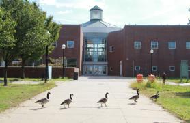 Ducks Crossing Behind The Campus Center