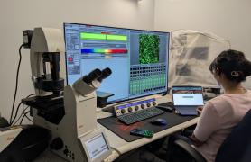 Leica SP8 Confocal Microscope in Advanced Imaging Facility