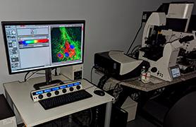 Leica SP8 Confocal Microscope in Advanced Imaging Facility