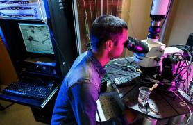 Student peering through microscope