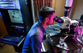 Student peering through microscope