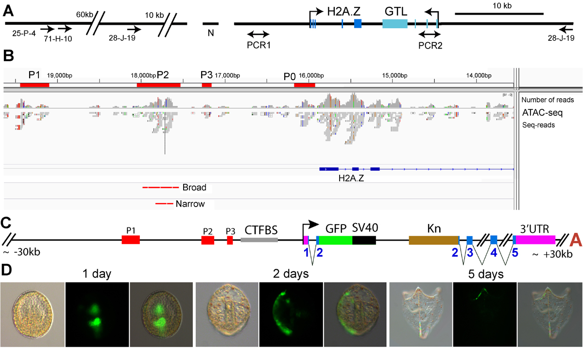 Outline of cis-regulatory analysis of H2A.Z including ATAC-seq data, major BAC recombineering construct and its GFP expression