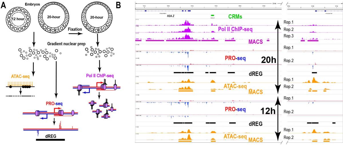 Genome-Wide data set including ATAC-seq, PolII Chip-seq, PRO-seq at the H2A.Z locus