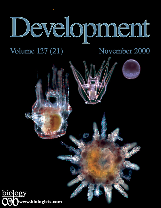 Cover of Development 2000 including sea urchin blastula, larva, metamorphosing lava and  juvenile. 
