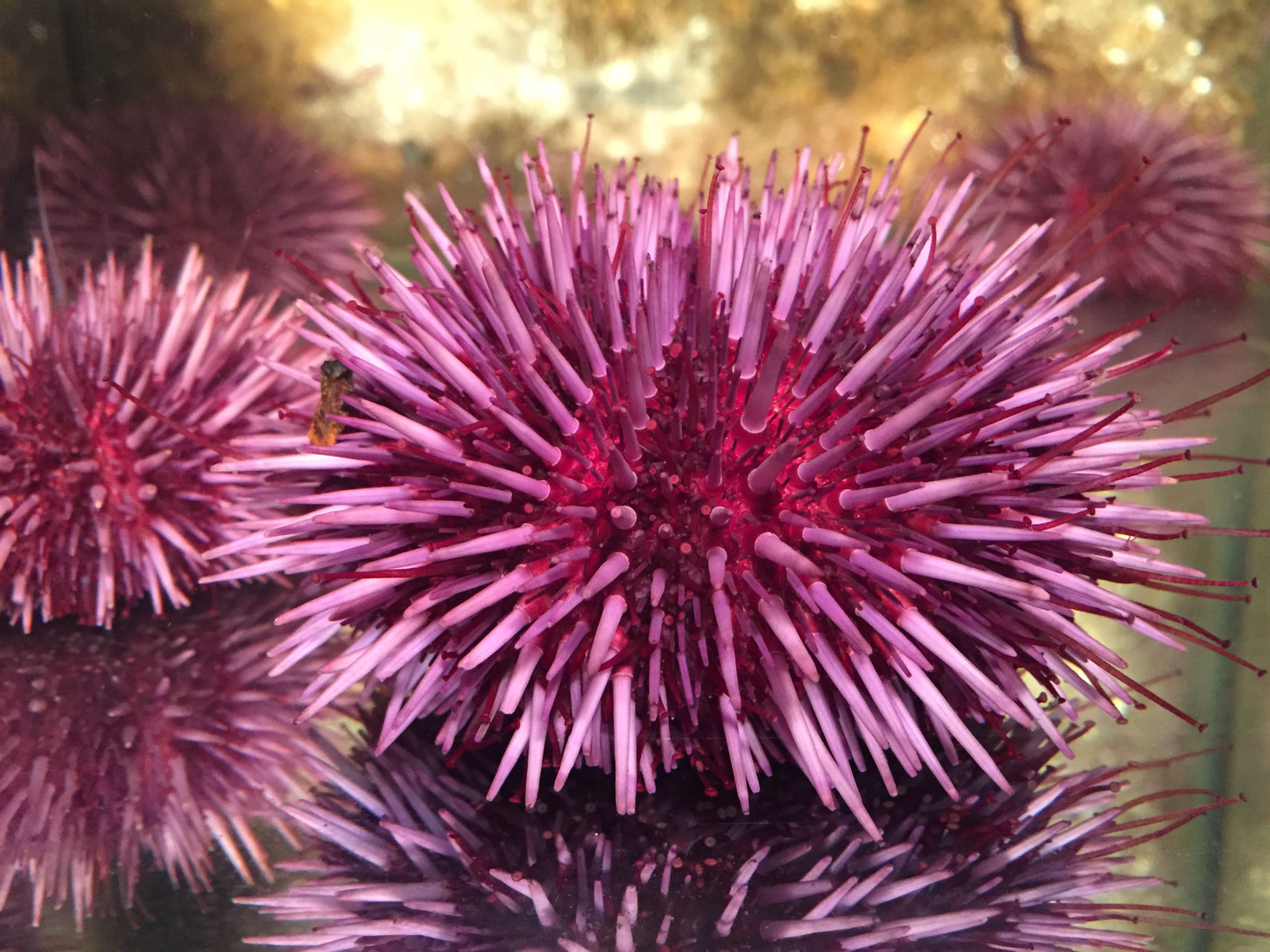 Adult Sea Urchin
